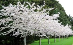 Yoshino Flowering Cherry Tree - 3 Gallon Pot 8 Yoshino Flowering Cherry Tree - 3 Gallon Pot -Flora Bloom Shop Cherry Yoshino 2 1