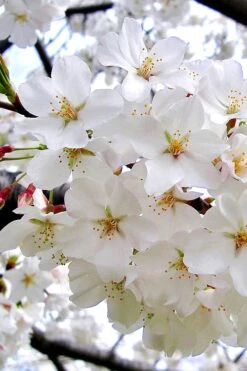 Yoshino Flowering Cherry Tree - 3 Gallon Pot 9 Yoshino Flowering Cherry Tree - 3 Gallon Pot -Flora Bloom Shop Cherry Yoshino 3 1