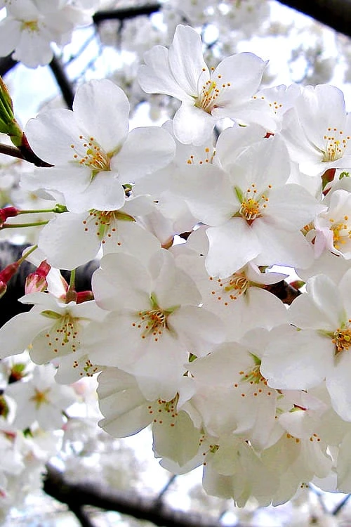 Yoshino Flowering Cherry Tree - 3 Gallon Pot 5 Yoshino Flowering Cherry Tree - 3 Gallon Pot - Image 5