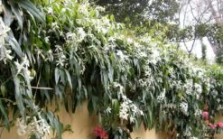 Snowdrift Evergreen Clematis Armandii - 1 Gallon Pot -Flora Bloom Shop Clematis Armandii Snowdrift 51