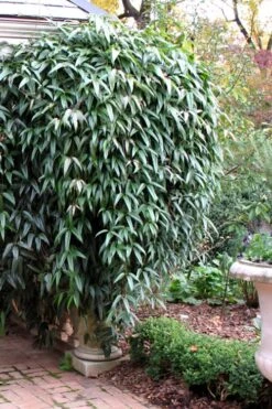 Snowdrift Evergreen Clematis Armandii - 2 Gallon Pot -Flora Bloom Shop Clematis Armandii Snowdrift 52 1