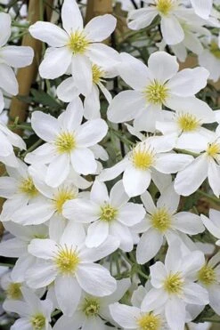 Avalanche Evergreen Clematis - 2 Gallon Pot 15 Avalanche Evergreen Clematis - 2 Gallon Pot -Flora Bloom Shop Clematis Avalanche 10
