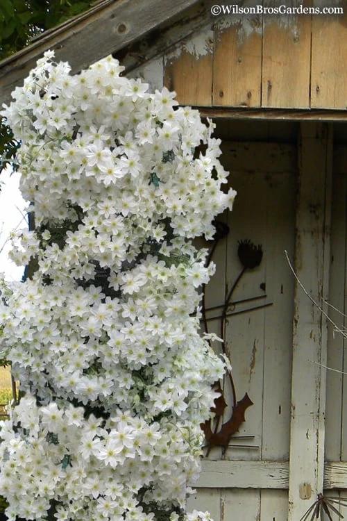 Avalanche Evergreen Clematis - 2 Gallon Pot 1 Avalanche Evergreen Clematis - 2 Gallon Pot