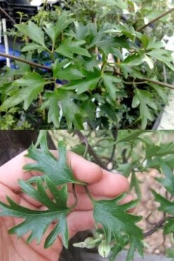 Avalanche Evergreen Clematis - 2 Gallon Pot 14 Avalanche Evergreen Clematis - 2 Gallon Pot -Flora Bloom Shop Clematis Avalanche 15