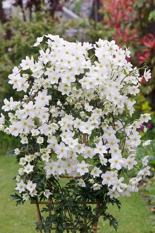 Avalanche Evergreen Clematis - 2 Gallon Pot 9 Avalanche Evergreen Clematis - 2 Gallon Pot - Image 9