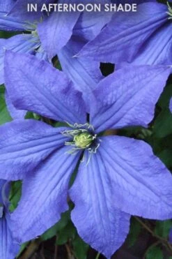 Rhapsody Clematis - 1 Gallon Pot 13 Rhapsody Clematis - 1 Gallon Pot -Flora Bloom Shop Clematis Rhapsody in shade