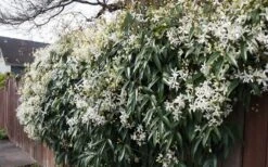 Snowdrift Evergreen Clematis Armandii - 1 Gallon Pot -Flora Bloom Shop Clematis Snowdrift 22