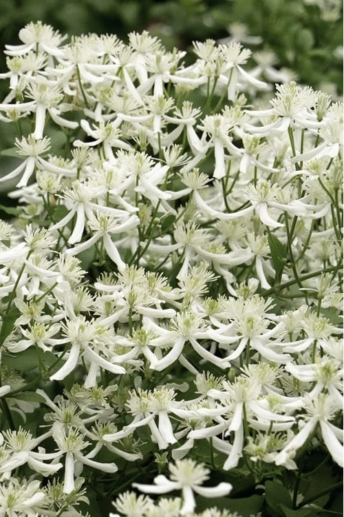 Sweet Autumn Clematis - 1 Gallon Pot 1 Sweet Autumn Clematis - 1 Gallon Pot