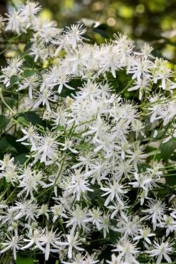 Sweet Autumn Clematis - 1 Gallon Pot 13 Sweet Autumn Clematis - 1 Gallon Pot -Flora Bloom Shop Clematis Sweet Autumn 2