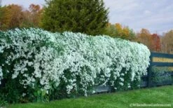 Sweet Autumn Clematis - 1 Gallon Pot 14 Sweet Autumn Clematis - 1 Gallon Pot -Flora Bloom Shop Clematis Sweet Autumn 6
