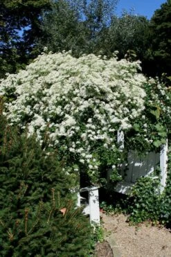 Sweet Autumn Clematis - 1 Gallon Pot 17 Sweet Autumn Clematis - 1 Gallon Pot -Flora Bloom Shop Clematis Sweet Autumn 7