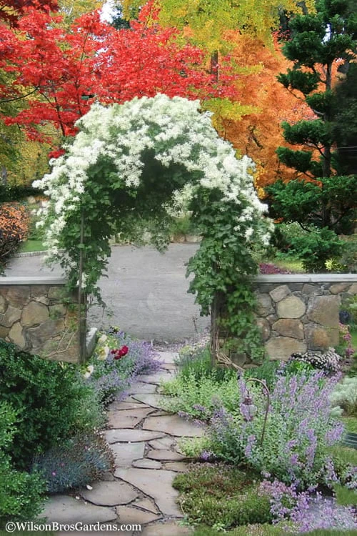 Sweet Autumn Clematis Terniflora - 3 Gallon Pot 4 Sweet Autumn Clematis Terniflora - 3 Gallon Pot - Image 4