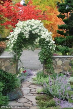 Sweet Autumn Clematis - 1 Gallon Pot 12 Sweet Autumn Clematis - 1 Gallon Pot -Flora Bloom Shop Clematis Sweet Autumn 8