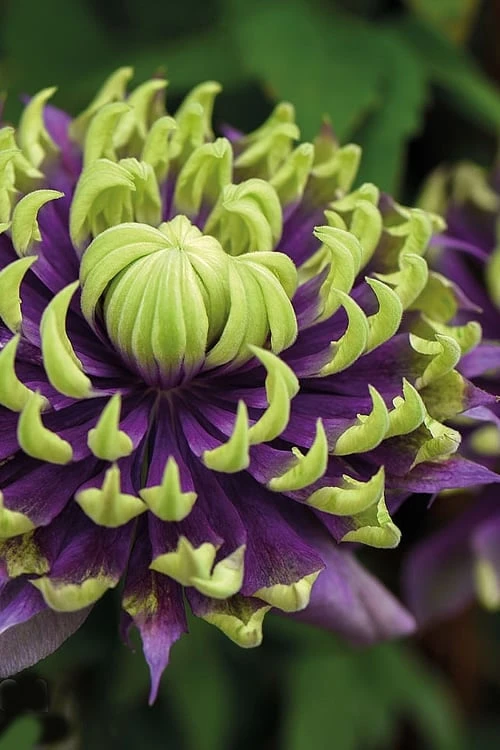 Taiga Clematis - 3 Gallon Pot 1 Taiga Clematis - 3 Gallon Pot