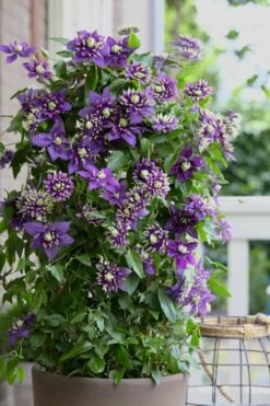 Taiga Clematis - 1 Gallon Pot 11 Taiga Clematis - 1 Gallon Pot -Flora Bloom Shop Clematis Taiga 10 1