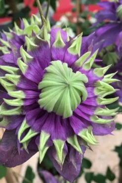 Taiga Clematis - 3 Gallon Pot 13 Taiga Clematis - 3 Gallon Pot -Flora Bloom Shop Clematis Taiga 2