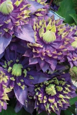 Taiga Clematis - 3 Gallon Pot 12 Taiga Clematis - 3 Gallon Pot -Flora Bloom Shop Clematis Taiga 3