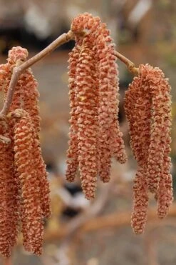 Red Dragon Contorted Filbert (Corylus Avellena) - 7 Gallon Pot -Flora Bloom Shop Contorted Filbert Red Dragon 9
