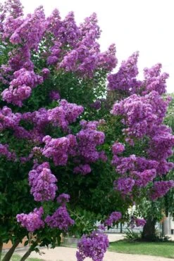 Catawba Purple Crape Myrtle - 5 Gallon Pot -Flora Bloom Shop Crape Myrtle Catawba 500x750 1