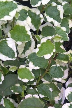Variegated Creeping Fig (Ficus Pumila 'Variegata') - 10 Pack Of 4" Pint Pots -Flora Bloom Shop Creeping Fig Variegated Ficus Pumila Rev 500x750 1