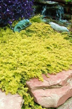Golden Creeping Jenny - Lysimachia Nummularia Aurea - 10 Pack Of Pint Pots -Flora Bloom Shop Creeping Jenny 20 1