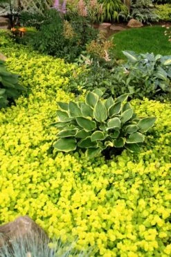 Golden Creeping Jenny (Lysimachia Nummularia 'Aurea') - 5 Pack Of Quart Pots -Flora Bloom Shop Creeping Jenny 21