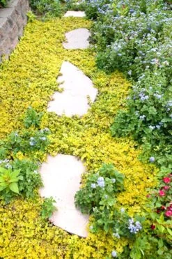 Golden Creeping Jenny - Lysimachia Nummularia Aurea - 10 Pack Of Pint Pots -Flora Bloom Shop Creeping Jenny 25 1