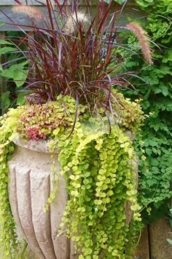 Golden Creeping Jenny - Lysimachia Nummularia Aurea - 10 Pack Of Pint Pots -Flora Bloom Shop Creeping Jenny 26 1