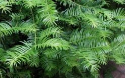 Creeping Japanese Plum Yew (Cephalotaxus Harringtonia 'Prostrata') - 2.5 Quart Pot -Flora Bloom Shop Creeping japanese Plum Yew 1