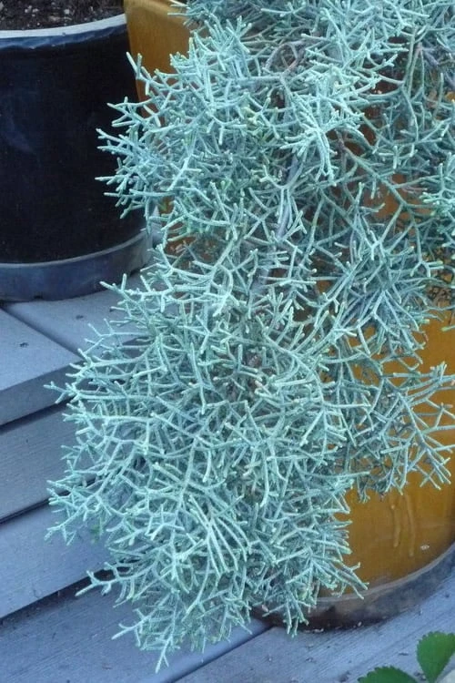 Blue Ice Arizona Cypress - 7 Gallon Pot (4-5') 5 Blue Ice Arizona Cypress - 7 Gallon Pot (4-5') - Image 5