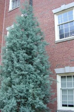 Blue Ice Arizona Cypress - 7 Gallon Pot (4-5') 13 Blue Ice Arizona Cypress - 7 Gallon Pot (4-5') -Flora Bloom Shop Cypress Blue Ice Rev 500x750 1