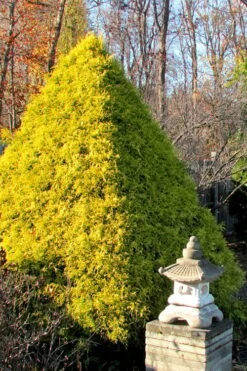 Gold Mop Threadleaf Cypress - 6 Pack Of 1 Gallon Pots 13 Gold Mop Threadleaf Cypress - 6 Pack Of 1 Gallon Pots -Flora Bloom Shop Cypress Gold Mop 20 1