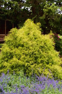 Gold Mop Threadleaf Cypress - 3 Gallon Pot -Flora Bloom Shop Cypress Gold Mop 25