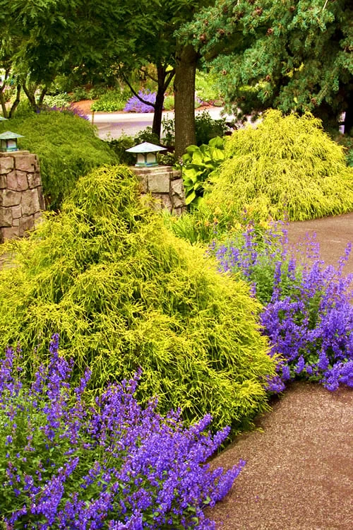 Gold Mop Threadleaf Cypress - 6 Pack Of 1 Gallon Pots 9 Gold Mop Threadleaf Cypress - 6 Pack Of 1 Gallon Pots - Image 9