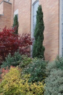 Italian Cypress - 3 Gallon Pot 10 Italian Cypress - 3 Gallon Pot -Flora Bloom Shop Cypress Italian 10 1