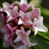 Zuiko Nishiki Winter Daphne Odora - 1 Gallon Pot