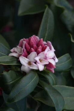 Zuiko Nishiki Winter Daphne Odora - 1 Gallon Pot -Flora Bloom Shop Daphne Odora Zuiko Nishiki 6