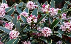 Variegated Pink Winter Daphne - 3 Gallon Pot -Flora Bloom Shop Daphne odora Aureo Marginata