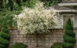Variegated Dappled Willow Tree - Salix Integra 'Hakuro Nishiki' - 3 Gallon Pot - Tree Form -Flora Bloom Shop Dappled Willow Tree 1