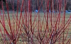 Variegated Dappled Willow Tree - Salix Integra 'Hakuro Nishiki' - 5 Gallon Pot 7 Variegated Dappled Willow Tree - Salix Integra 'Hakuro Nishiki' - 5 Gallon Pot -Flora Bloom Shop Dappled Willow Tree Stems