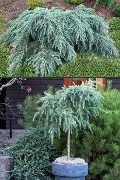 Feelin Blue Deodar Cedar (Single Trunk Tree Form) - 3 Gallon Pot -Flora Bloom Shop Deodar Cedar Feelin Blue 500x750 1