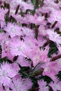 Bath's Pink Dianthus - 5 Pack Of Quart Pots 10 Bath's Pink Dianthus - 5 Pack Of Quart Pots -Flora Bloom Shop Dianthus Baths Pink 10