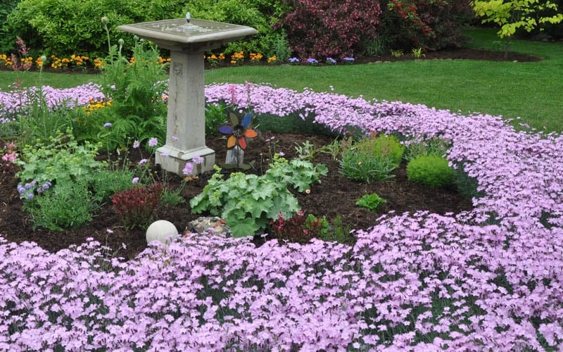 Bath's Pink Dianthus - 5 Pack Of Quart Pots 6 Bath's Pink Dianthus - 5 Pack Of Quart Pots - Image 6