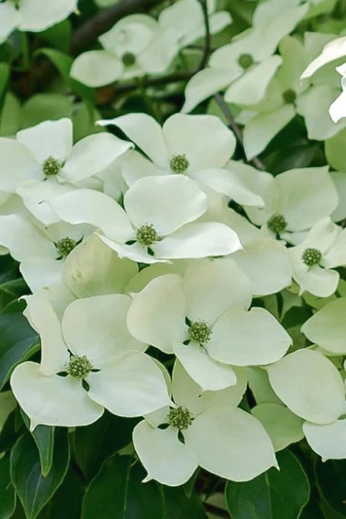 Blue Ray White Chinese Dogwood - Cornus Kousa - 5 Gallon Pot 7 Blue Ray White Chinese Dogwood - Cornus Kousa - 5 Gallon Pot - Image 7