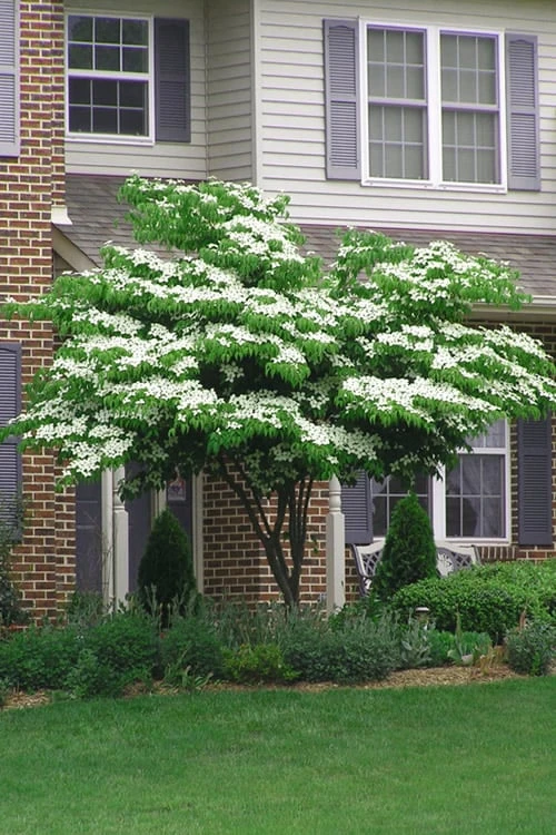 Blue Ray White Chinese Dogwood - Cornus Kousa - 5 Gallon Pot 4 Blue Ray White Chinese Dogwood - Cornus Kousa - 5 Gallon Pot - Image 4