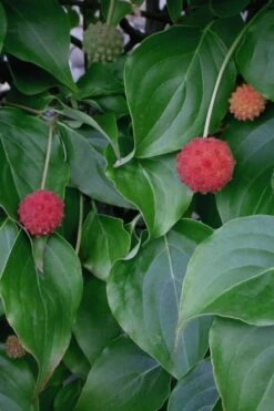 Blue Ray White Chinese Dogwood - Cornus Kousa - 5 Gallon Pot 11 Blue Ray White Chinese Dogwood - Cornus Kousa - 5 Gallon Pot -Flora Bloom Shop Dogwood Blue Ray 6