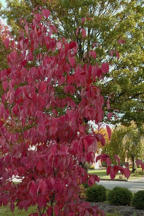 Blue Ray White Chinese Dogwood - Cornus Kousa - 5 Gallon Pot 6 Blue Ray White Chinese Dogwood - Cornus Kousa - 5 Gallon Pot - Image 6