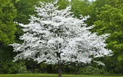 Cherokee Princess White Dogwood - 5 Gallon Pot -Flora Bloom Shop Dogwood Cherokee Princess 50 1