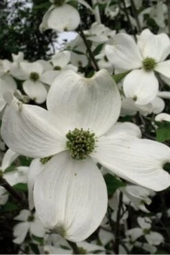Jean's Appalachian Snow White Dogwood Tree - 7 Gallon Pot (4-5') -Flora Bloom Shop Dogwood Cherokee Princess 500x750 1