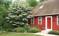 White Kousa Chinese Dogwood - Cornus Kousa - 5 Gallon Pot (5-6') -Flora Bloom Shop Dogwood Chinese White 1 3